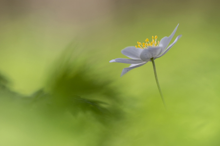 A prelude on spring - Vanmorgen even onthaast in de natuur, waar het voorspel van de lente in volle gang is. Dank voor jullie reactie's op 'Getting ready for a brand new s - foto door arjovandijk op 17-03-2020 - deze foto bevat: macro, bloem, natuur, licht, bosanemoon, anemoon, dof, bokeh, arjovandijk