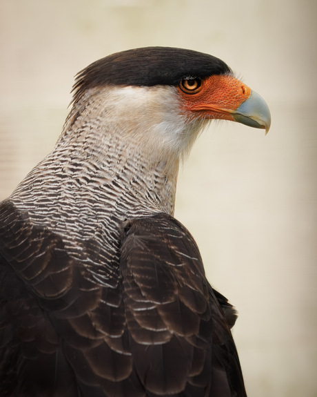Caracara