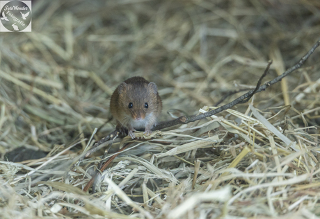 dwergmuisje in het hooi