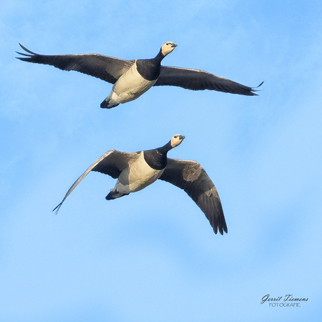 Brandganzen in de vlucht