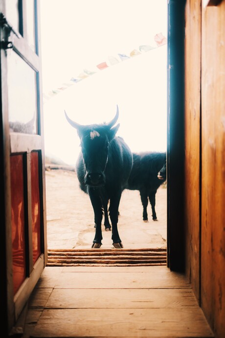 Breakfast at Jasmani