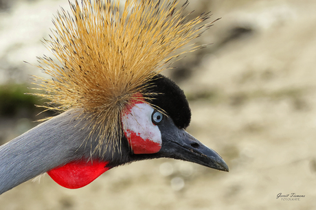 Grijze kroonkraanvogel