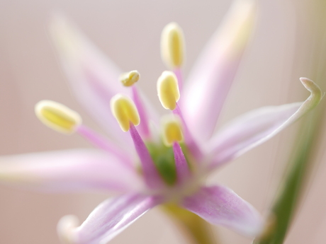 Mini bloem van de Allium