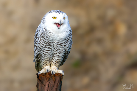 Sneeuwuil 