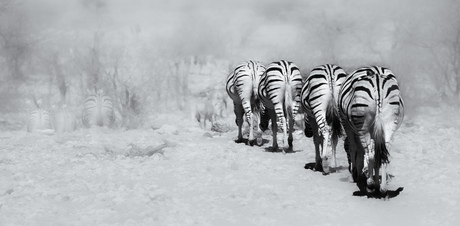 zebra crossing