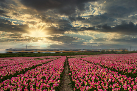 Tulpen trein door de polder