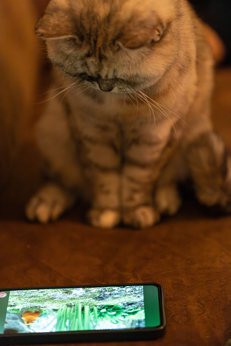 Watching birds in a modern world