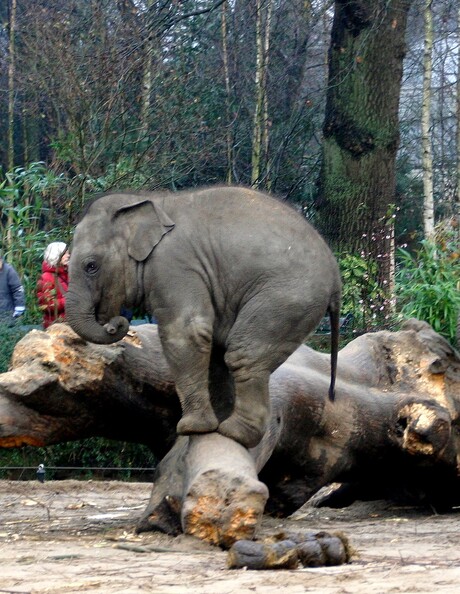 Circus olifant in emmen