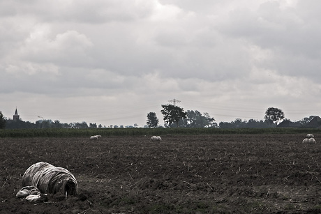 Rommel op het land