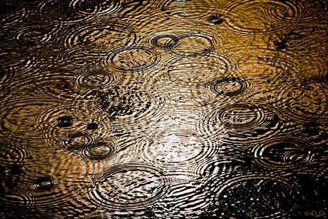 Water Ripples