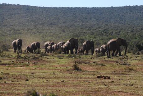 Landschap Krugerpark