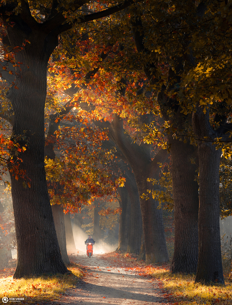 Racing through dutch autumn