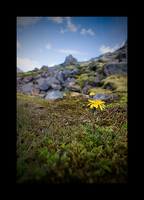 Gele bloem