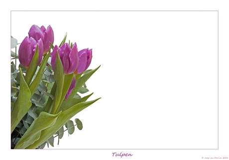 Tulpen