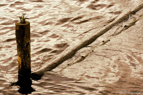 PAAL MET PLANTJE IN WATER.