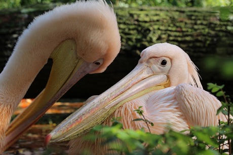 Pelikaan, dierentuin Burger's Zoo Arnhem