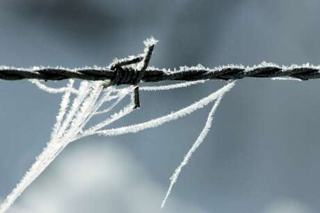 frozen wire