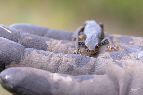 Alpenwatersalamander