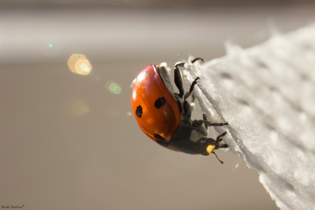 Ladybug