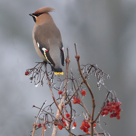 Pestvogel