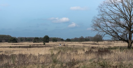 Op de grote stille heide