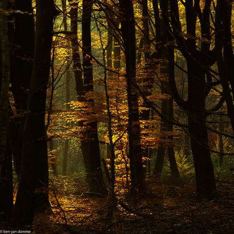 herfst