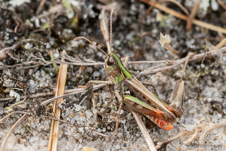 Knopsprietje (Myrmeleotettix marculatus)