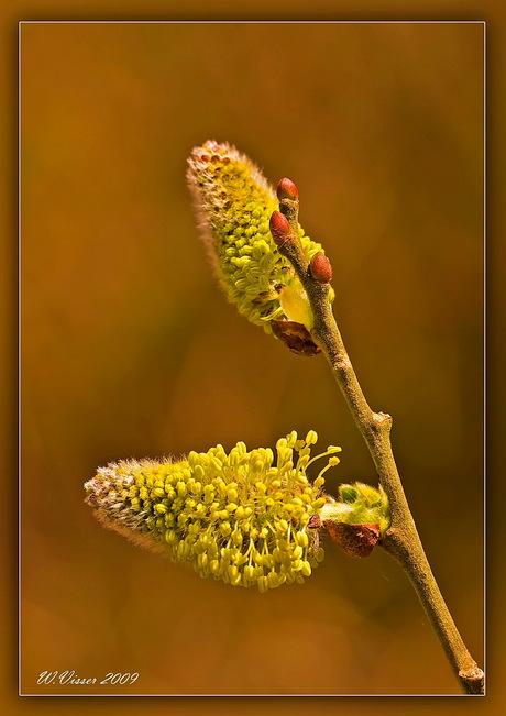 Beeldschoon