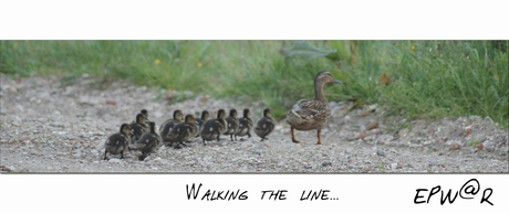 Walking the line