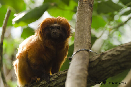 Dierenpark Emmen (aap)