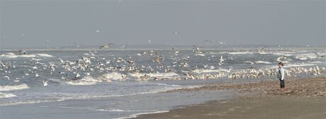 Strand Goeree