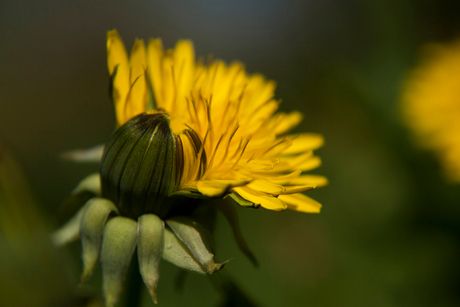 paardenbloem