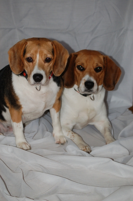 twee beagle's