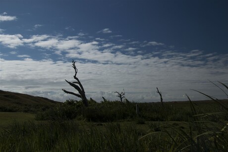 Dode natuur