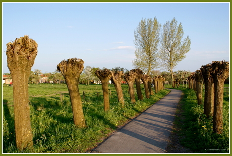 Knotswilgen in Culemborg