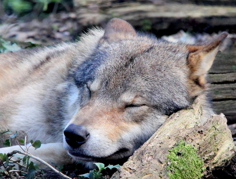 Slapende wolf.