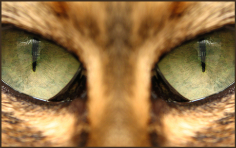 Eyes of the tiger