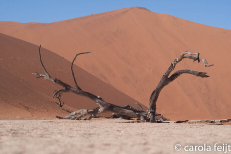 deadvlei