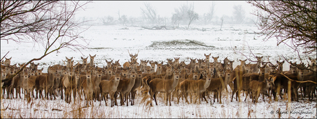 Herten in de oostvaardersplassen.