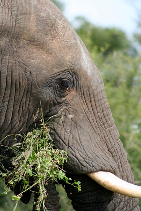 Kruger NP