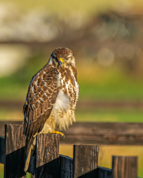 Buizerd op een hek