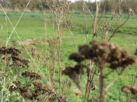 Uitgebloeide bloemen
