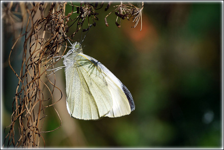 Koolwitje, net uit z'n cocon. - Dit koolwitje zat in de kliko. Ik zag hem uit z'n cocon kruipen. Een paar uurtjes later vloog hij de tuin in. - foto door margreetvankuik op 09-09-2012 - deze foto bevat: koolwitje, net uit z&039;n cocon