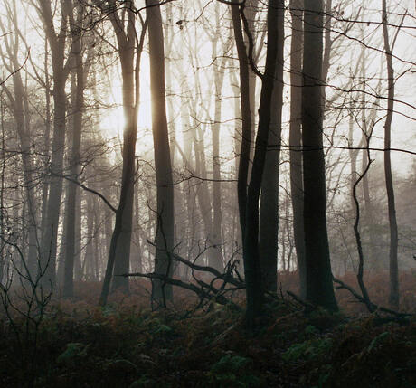 bomen bij zon opkomst