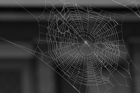 Spinnenweb in zwartwit