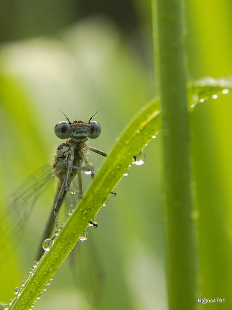 hidden in wet grass