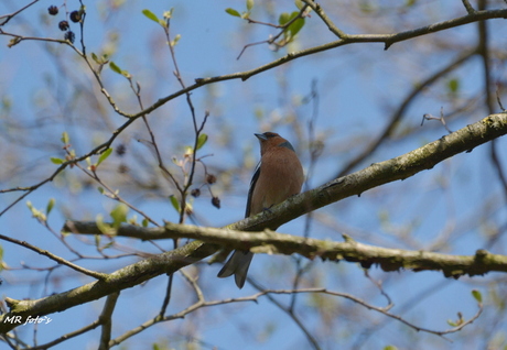 Vogels