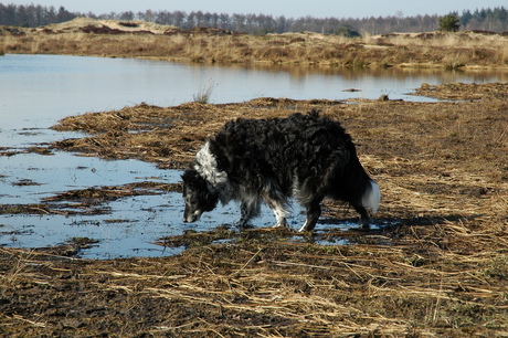 Hond drinkt water