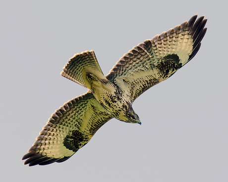 Buizerd