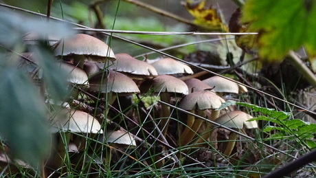 Paddenstoelen 1